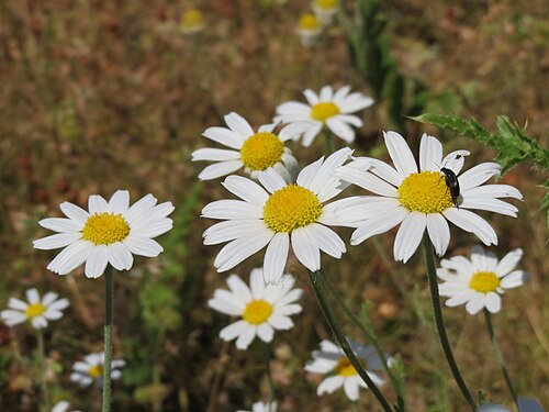 Corn chamomile: Acker-Hundskamille ( Anthemis arvensis ) bei Hockenheim