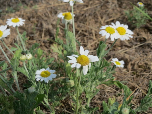 Corn chamomile (Anthemis arvensis)