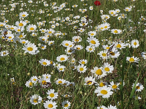 Corn chamomile: Hundskamillen ( Anthemis arvensis ) bei Reilingen