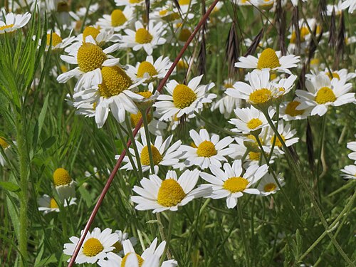 Corn chamomile: Hundskamille ( Anthemis arvensis ) im Landschaftsschutzgebiet Hockenheimer Rheinbogen