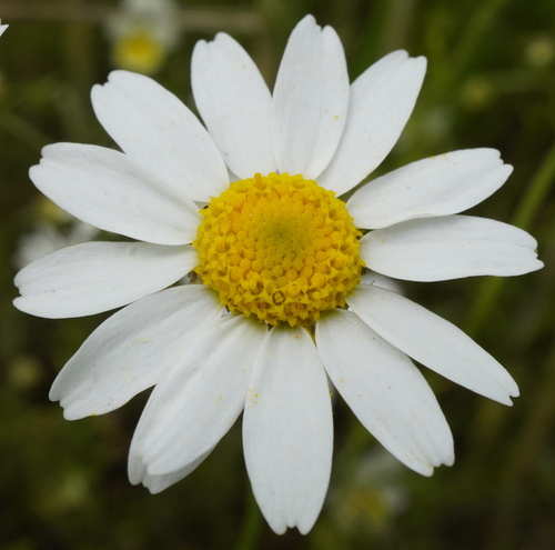 Corn chamomile (Anthemis arvensis)