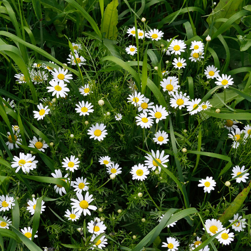 Corn chamomile (Anthemis arvensis)