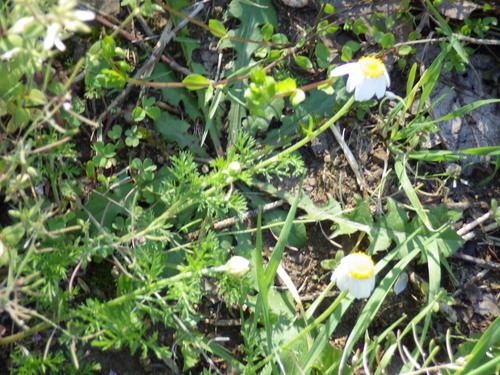 Corn chamomile (Anthemis arvensis)