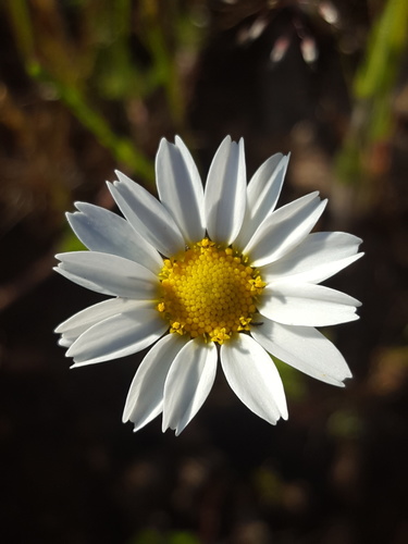 Corn chamomile (Anthemis arvensis)