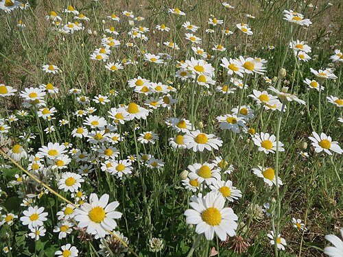 Corn chamomile: Hundskamillen ( Anthemis arvensis ) bei Reilingen
