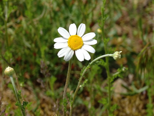 Corn chamomile (Anthemis arvensis)