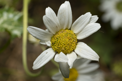 Chios chamomile (Anthemis chia)