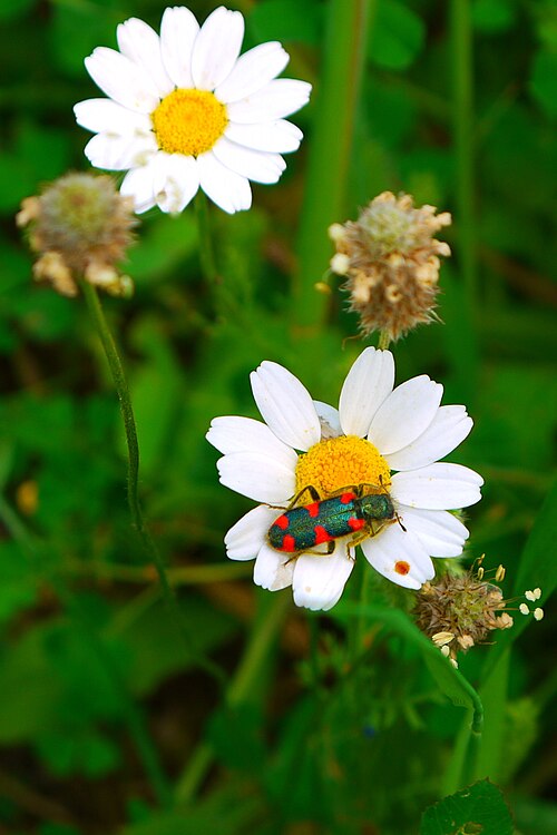 Chios chamomile: Anthemis chia (Greek chamomile) "The little daisy is the most common in Greece and embellishes the fields in the spring with its whitish-yellow colours. It has 