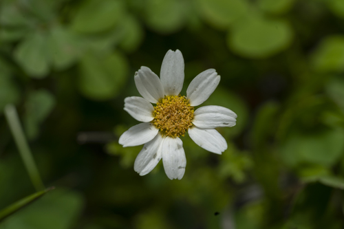 Chios chamomile (Anthemis chia)