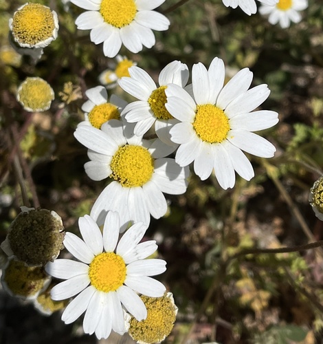 Chios chamomile (Anthemis chia)