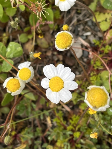 Chios chamomile (Anthemis chia)