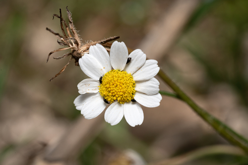 Chios chamomile (Anthemis chia)