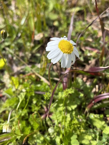 Chios chamomile (Anthemis chia)