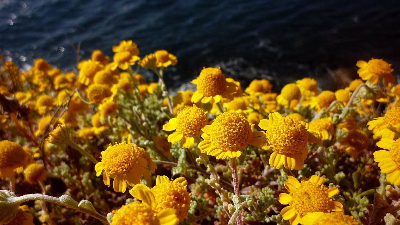 Anthemis chrysantha: Anthemis chrysantha (Manzanilla de Escombreras), endemismo iberoafricano, en la punta de La Azohía, Cartagena, España.