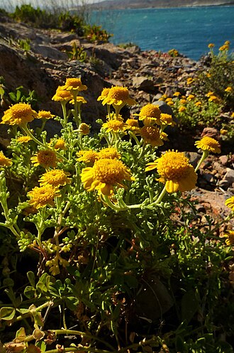 Anthemis chrysantha: Anthemis chrysantha (Manzanilla de Escombreras), endemismo iberoafricano, en la punta de La Azohía, Cartagena, España.