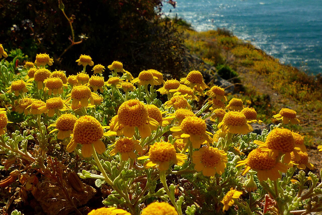Anthemis chrysantha: Anthemis chrysantha (Manzanilla de Escombreras), endemismo iberoafricano, en la punta de La Azohía, Cartagena, España.
