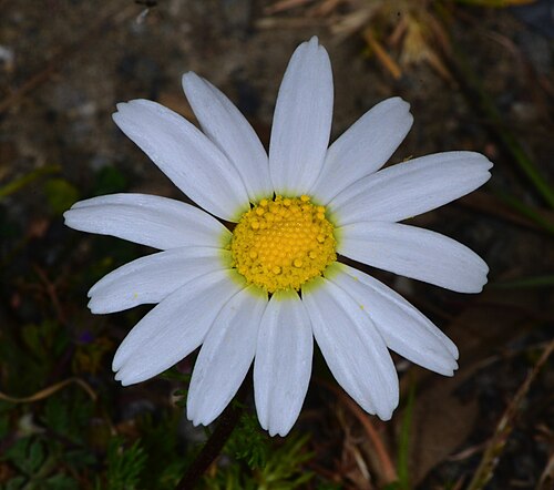 Stinking chamomile: Anthemis cotula