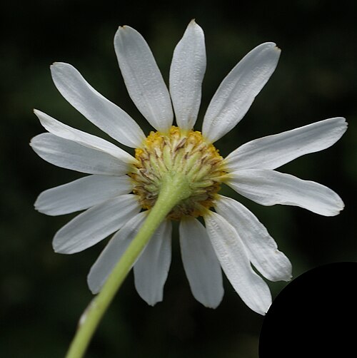Stinking chamomile: Anthemis cotula