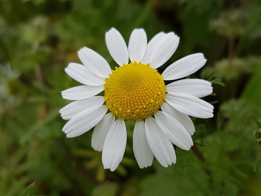 Stinking chamomile: Anthemis cotula