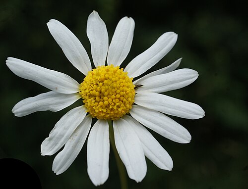 Stinking chamomile: Anthemis cotula