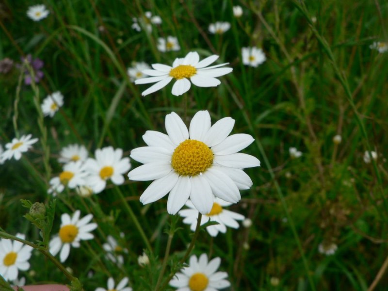 Stinking chamomile: Anthemis cotula