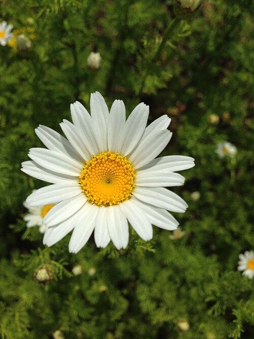 Stinking chamomile: Anthemis cotula