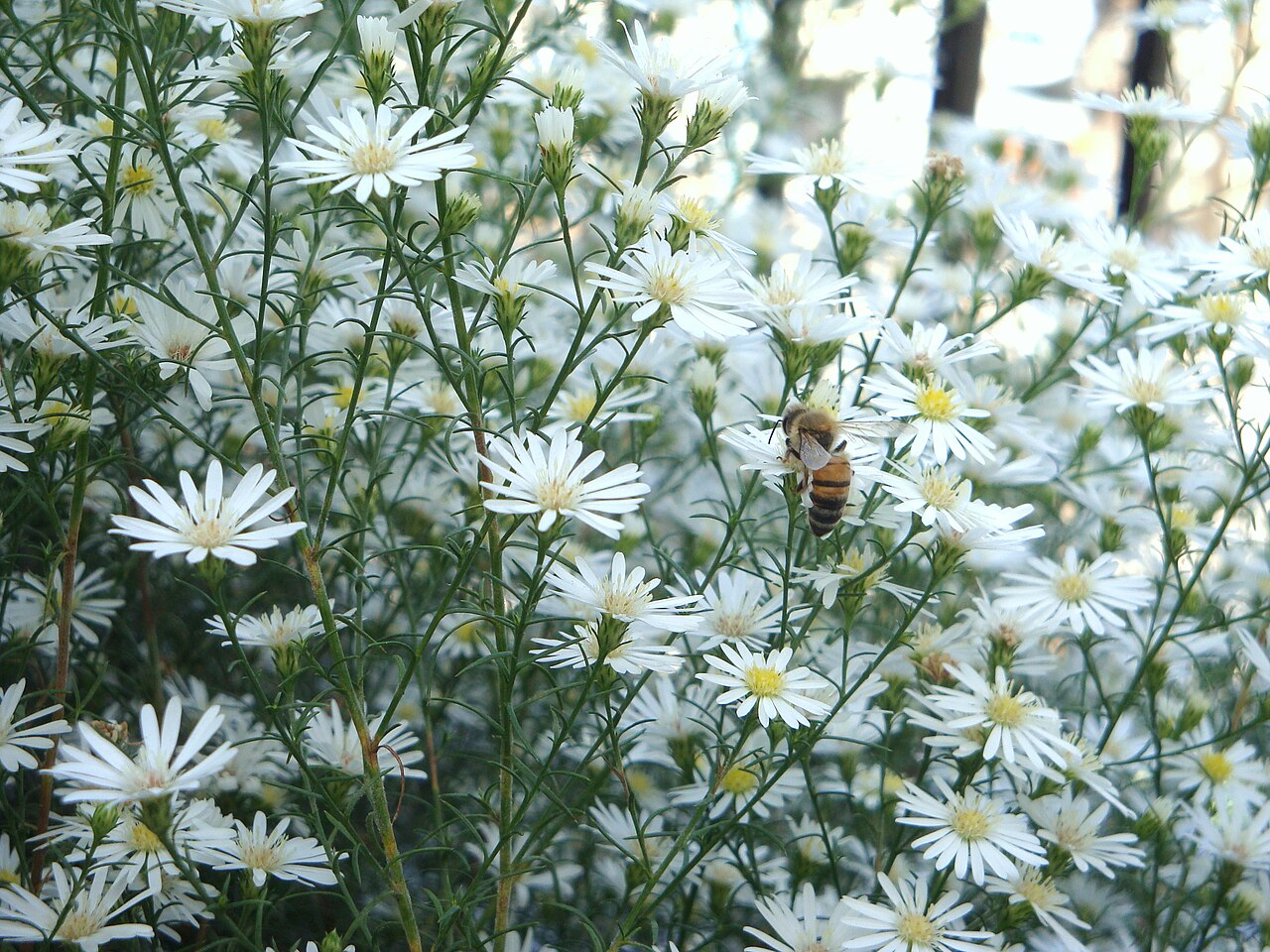Stinking chamomile: Plantación de Anthemis cotula