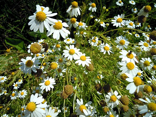 Stinking chamomile: Anthemis cotula