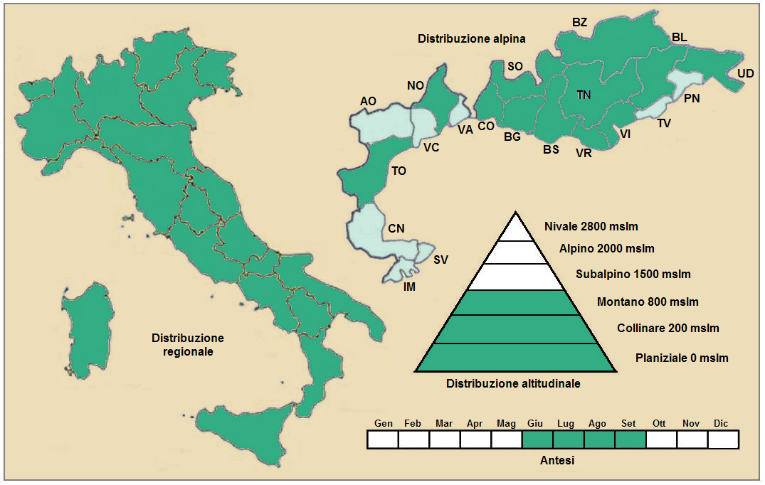 Stinking chamomile: Anthemis cotula - Distribuzione