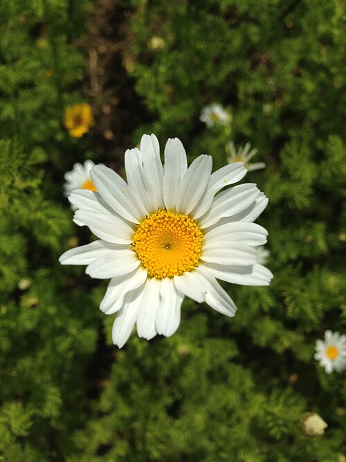 Stinking chamomile: Anthemis cotula