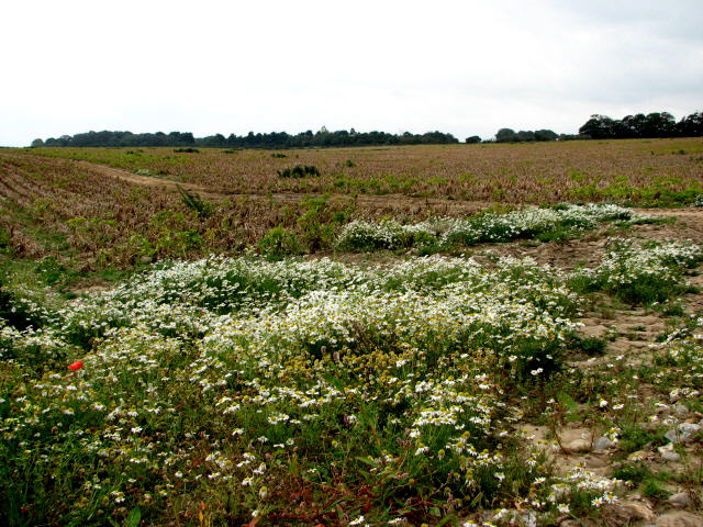 Stinking chamomile: A patch of corn chamomile (Anthemis arvensis L.) and stinking chamomile (Anthemis cotula L.) Both weeds prefer dry and warm spots and can be found on arable lan