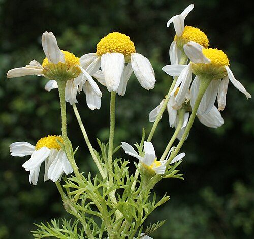 Stinking chamomile: Anthemis cotula
