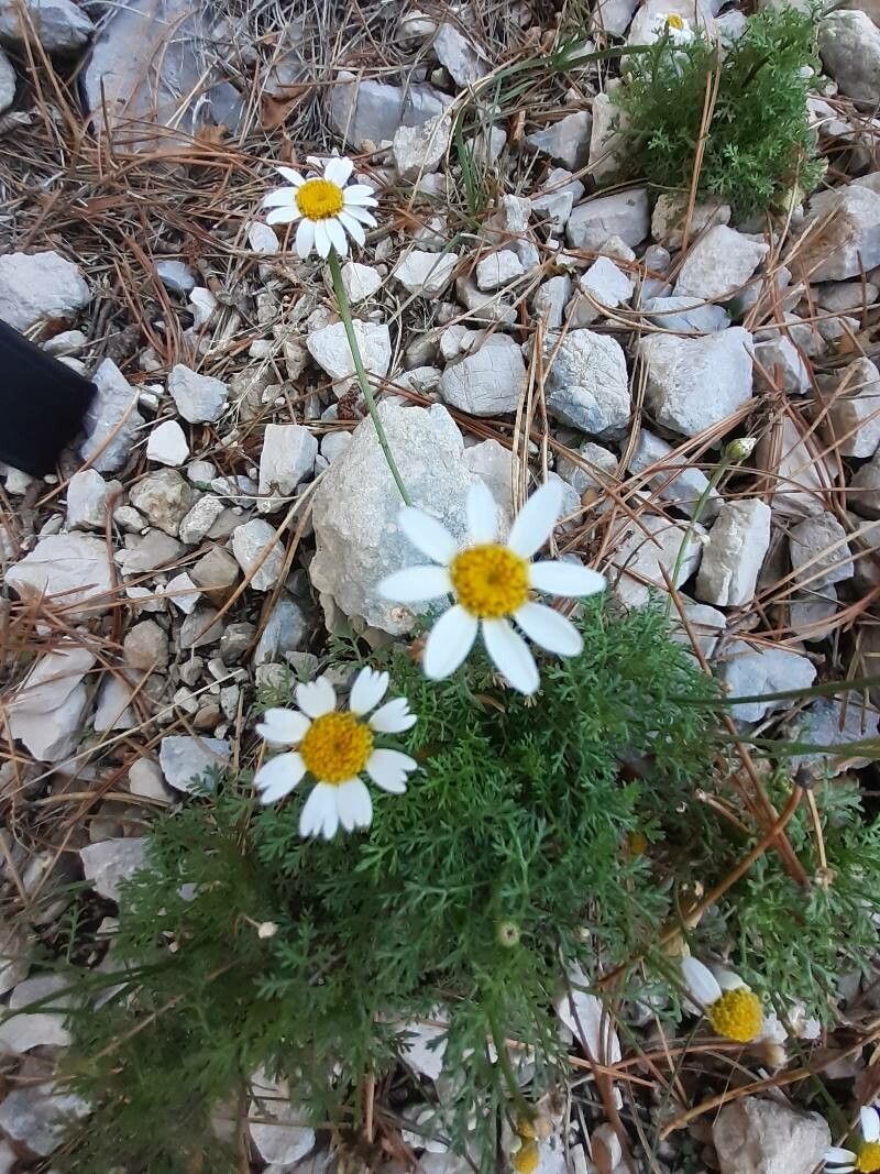 Anthemis cretica (Anthemis cretica)