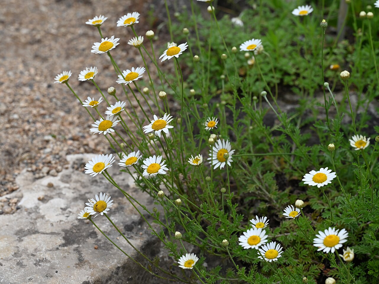 Anthemis cretica: Anthemis cretica in the Botanischer Garten, Berlin-Dahlem