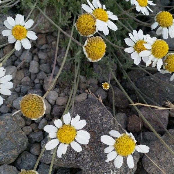 Anthemis cretica (Anthemis cretica)