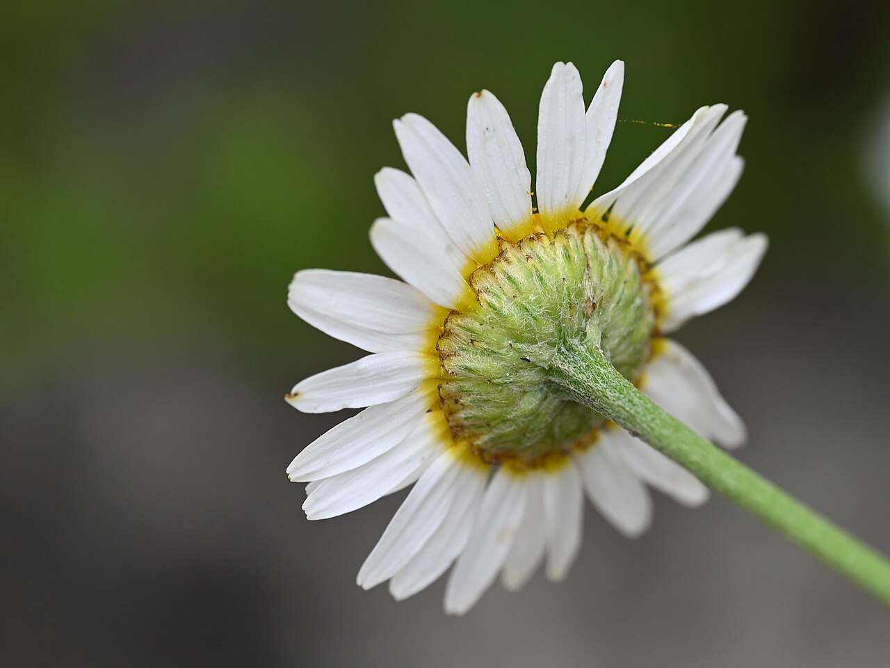 Anthemis cretica: Anthemis cretica in the Botanischer Garten, Berlin-Dahlem