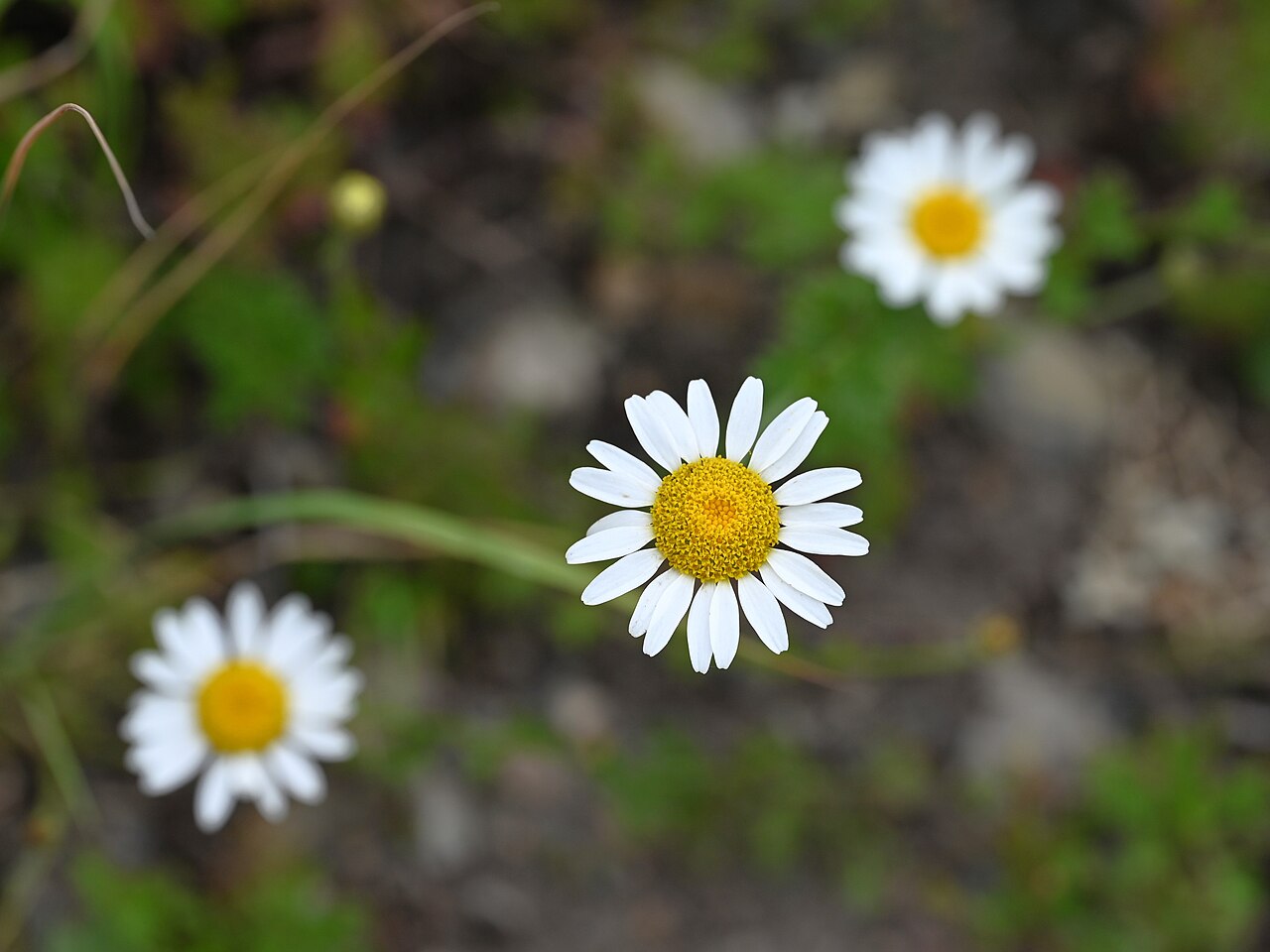 Anthemis cretica: Anthemis cretica in the Botanischer Garten, Berlin-Dahlem