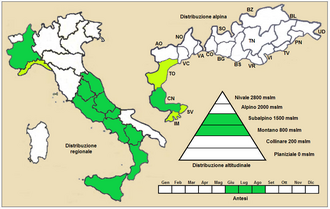 Anthemis cretica: Anthemis cretica - Distribuzione italiana
