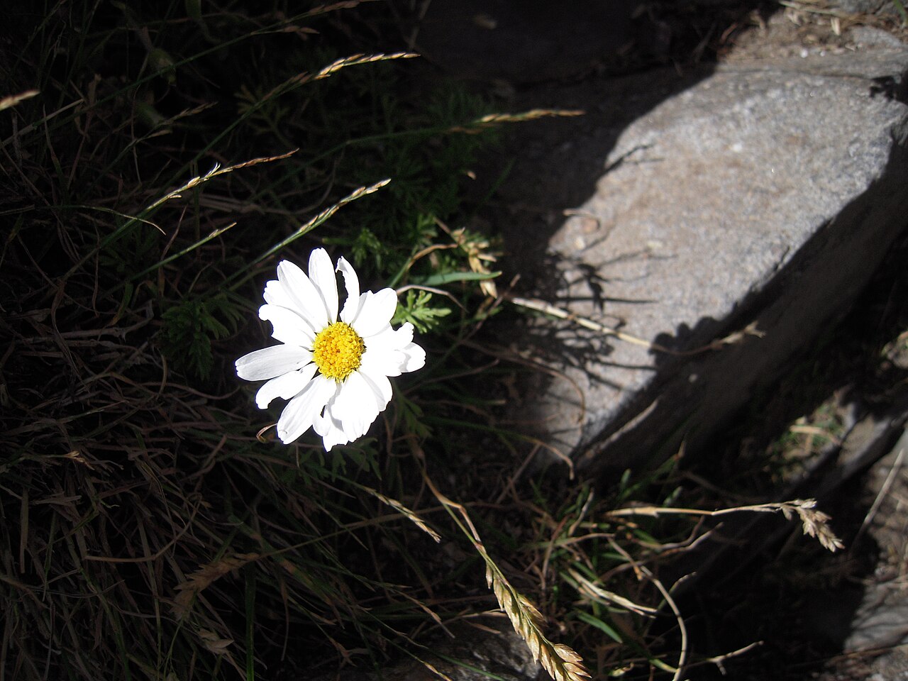 Anthemis cretica: Anthemis cretica