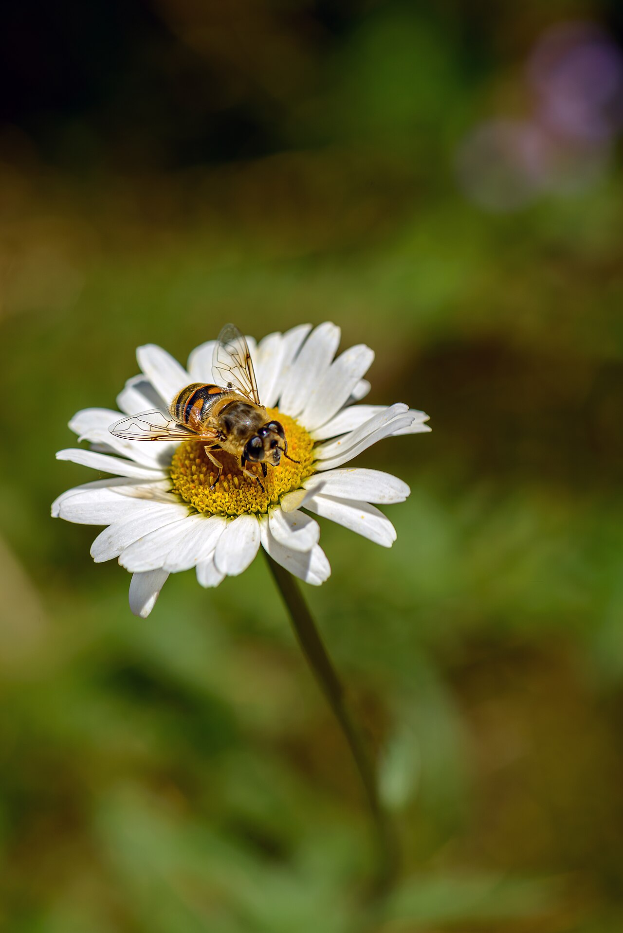 Anthemis cretica: Anthemis cretica, the Cretian mat daisy or white mat chamomile, is a species of flowering plant in the family Asteraceae. It or its many subspecies can be found