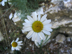 Anthemis cupaniana: Anthemis cupaniana flowers