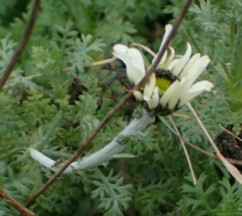 Anthemis cupaniana (Anthemis cupaniana)