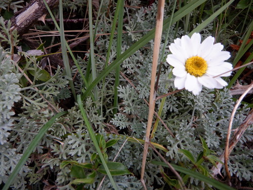 Anthemis cupaniana (Anthemis cupaniana)
