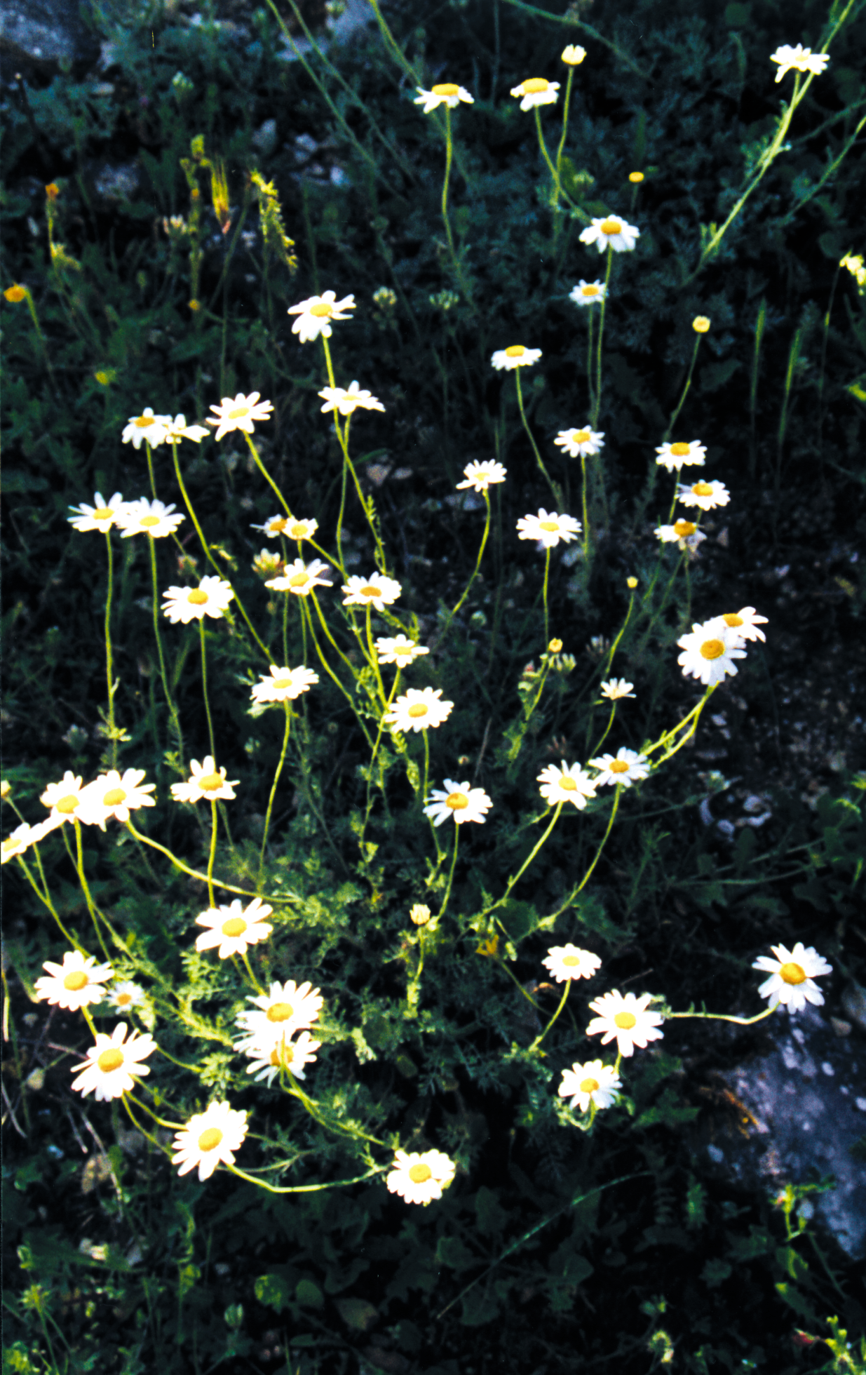 Anthemis cupaniana: Anthemis cupaniana