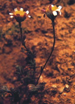 Chamomile: According to IUCN/SSC specialists this is one of the most endangered species of island floras in the Mediterranean area.