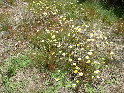 Anthemis maritima: Anthemis maritima