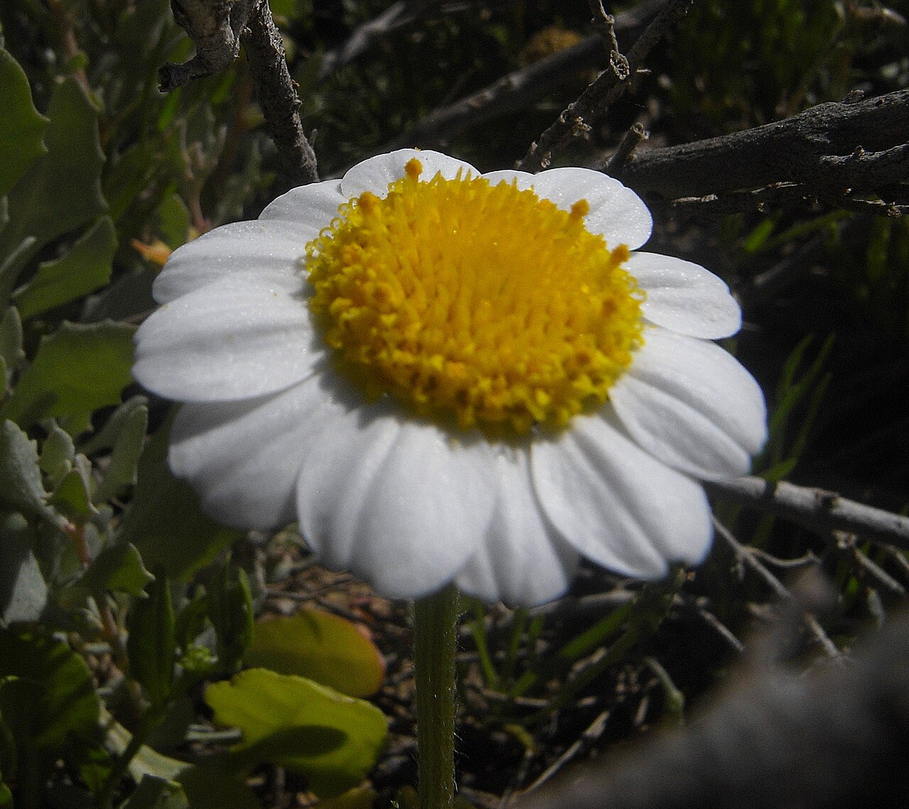 Anthemis maritima: Anthemis maritima , Sebkhat Kelbia nahe Kondar, Tunesien, April