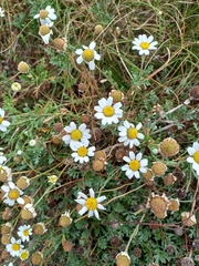 Anthemis maritima (Anthemis maritima)