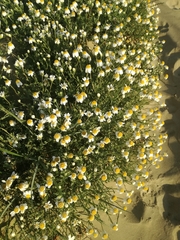 Anthemis maritima (Anthemis maritima)