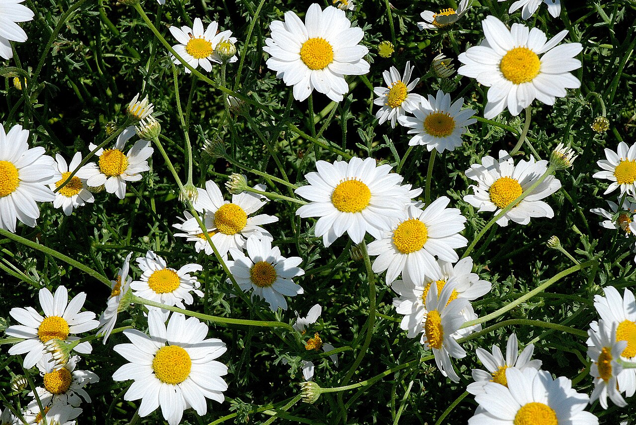 Anthemis maritima: Anthemis maritima in de botanische tuin van Barcelona